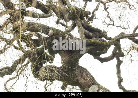 Branches d'arbre à pagode japonaise Banque D'Images