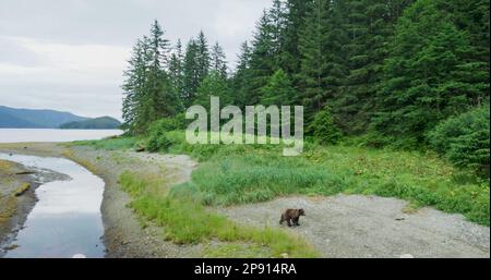 Un ours brun marche dans la prairie au bord de la rivière. Prise de vue aérienne. Migration du saumon en Alaska, États-Unis, 2017 Banque D'Images