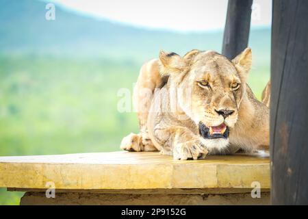 Lion dans le gros plan sauvage Banque D'Images