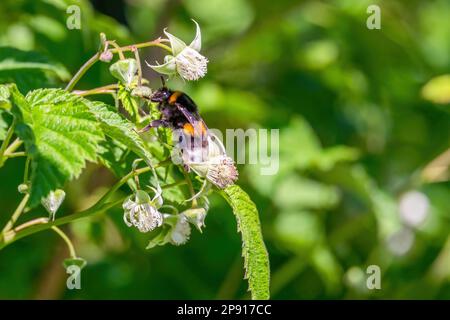 Le bourdon recueille le nectar des fleurs de framboises en fleurs. Gros plan Banque D'Images