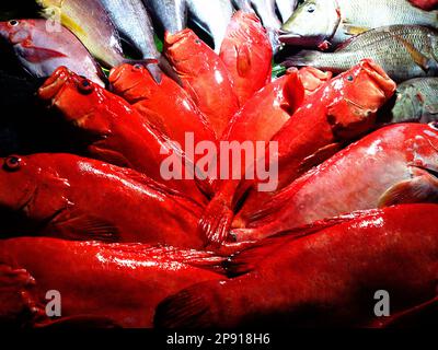Un groupe de poissons marchands de masse est appelé 'poisson de corail' en Asie du Sud ou 'poisson impérial' pour la couleur pourpre. Basse rouge (Sebastes) et museau (Simi Banque D'Images