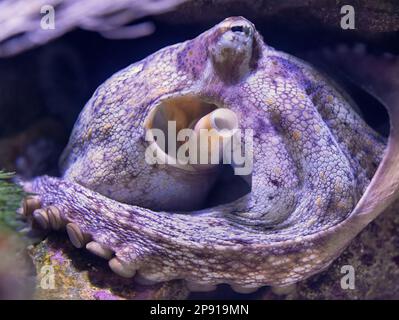 Vue rapprochée d'un poulpe commun (Octopus vulgaris) Banque D'Images