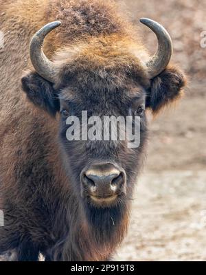 Gros plan frontal d'un bison européen (Bos bonasus) Banque D'Images