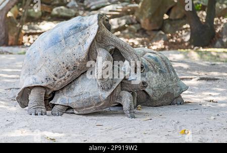 Accouplement de la tortue géante Aldabra (Aldabrachelys gigantea) à l'île Curieuse (Seychelles) Banque D'Images