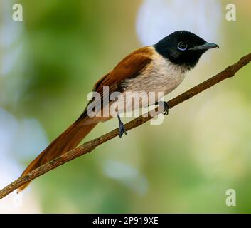 Gros plan d'un flycatcher femelle paradisiaque des Seychelles (Terpsiphone corvina) à la Réserve naturelle de veuve sur la Digue, Seychelles Banque D'Images