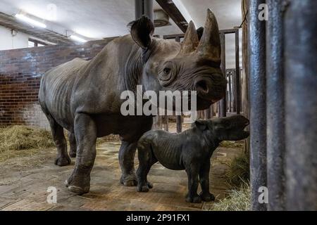 Un rhinocéros noir de l'est nouvellement né en danger critique Magashi se trouve dans son enceinte à côté de sa mère Maisha dans le parc safari Dvur Kralove, République tchèque, vendredi, 10 mars 2023. Le rhinocéros mâle est né sur 4 mars 2023. (CTK photo/David Tanecek) Banque D'Images