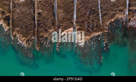 Vue sur le paysage du lac vert Balaton en Hongrie. Vue de drone. Roseaux rayés le long du front de mer. Banque D'Images