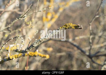 Le lichen orange commun sur l'écorce de la branche d'arbre.f le lichen solaire maritime ou le lichen de rivage (Xanthoria parietina) est un lichen foliaire ou feuillu. Banque D'Images