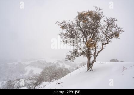 Un arbre dans la neige sur les terres agricoles de Llanfyllin, pays de Galles Banque D'Images