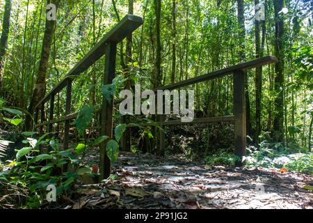 Pont en chemin d'un sentier utilisé pour le trekking dans le parc national de Kinabalu, Sabah, Malaisie. Un sentier pittoresque à l'intérieur du parc national de Kinabalu, que j'ai Banque D'Images