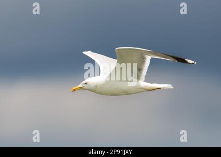 gros plan d'un goéland volant à pattes jaunes (larus michahellis) Banque D'Images