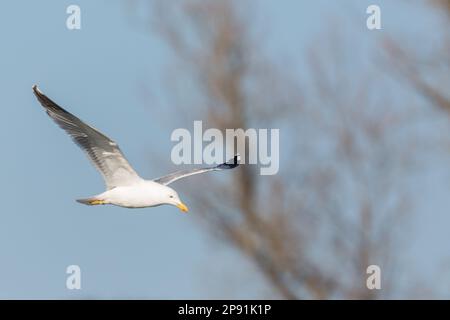 un guette à pattes jaunes (larus michahellis) volant devant l'arbre Banque D'Images