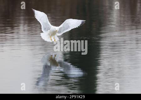 un goéland à pattes jaunes naturelles (larus michahellis) débarquant à la surface de l'eau Banque D'Images