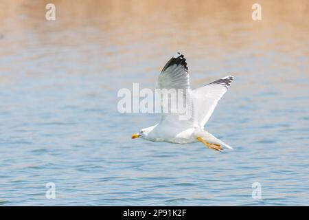 un guette à pattes jaunes (larus michahellis) volant au-dessus de l'eau Banque D'Images