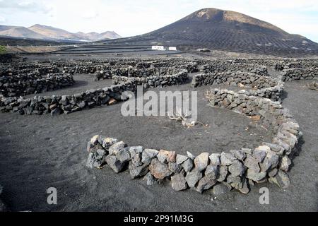 Brises de vent semi-circulaires faites de roche volcanique abritant des vignes couvertes de cendre de picon dans la région viticole de la geria Lanzarote, îles Canaries, Banque D'Images