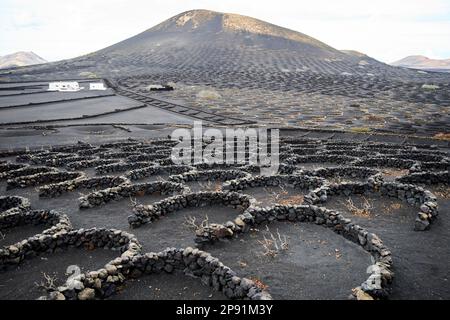 Brises de vent semi-circulaires faites de roche volcanique abritant des vignes couvertes de cendre de picon dans la région viticole de la geria Lanzarote, îles Canaries, Banque D'Images