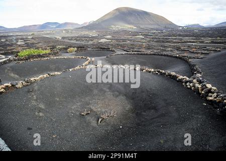 Brises de vent semi-circulaires faites de roche volcanique abritant des vignes couvertes de cendre de picon dans la région viticole de la geria Lanzarote, îles Canaries, Banque D'Images