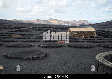 Vignoble de rubicon de bodegas dans la région viticole de la geria Lanzarote, îles Canaries, Espagne Banque D'Images