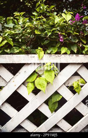 De magnifiques bougainvilliers brousse avec fleurs violettes derrière une clôture de treillis de bois minable blanc dans un jardin Banque D'Images