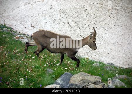 Rupicapra rupicapra. Chamois alpins au glacier Miage. Vallée d'Aoste. Banque D'Images