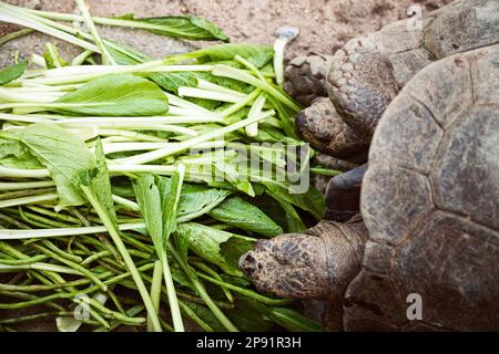 Deux petits amis tortoises manger de la nourriture verte en gros plan. Couple mignon de tortues à déjeuner - épinards et haricots français Banque D'Images