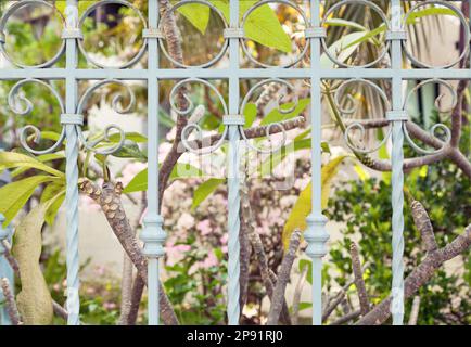 Jardin tropical en plein soleil derrière ornate metal wrought fence. Arbres Plumeria dans un parc clôturé par une clôture décorative en fer Banque D'Images