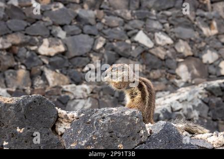 Chipmunk avec une arachide, une des plus grandes colonies de l'île. Apparaissant près des murs de pierre, où ils ont leurs nids et un endroit pour se cacher. Banque D'Images