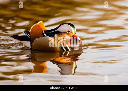 Canard mandarin (Aix galericulata) sur un lac Banque D'Images