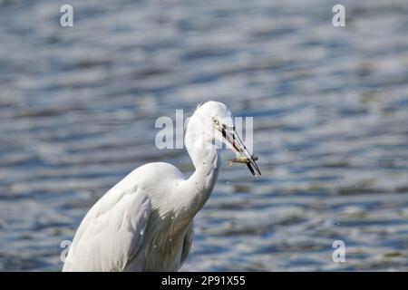 Little Egret, pêche au poisson à la facture, Rye Mead, Royaume-Uni Banque D'Images