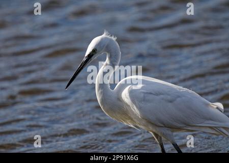 Little Egret, prêt pour l'action, Rye Mead, Royaume-Uni Banque D'Images