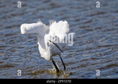 Little Egret, prêt pour l'action, Rye Mead, Royaume-Uni Banque D'Images