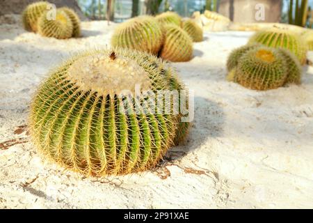 Golden barrel cactus sur la plage de sable de la terre dans un jardin. Groupe d'espèces de plantes bateau à quille ronde Banque D'Images