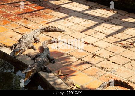 Couple de crocodiles avec les mâchoires ouvertes allongé sur un bord de l'étang. Groupe de reptiles prédateurs affamés en attente pour l'alimentation Banque D'Images