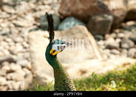 Asiatique vert tête de paon avec le crest close-up. Vue côté paons javanais portrait. De magnifiques oiseaux colorés au zoo Banque D'Images