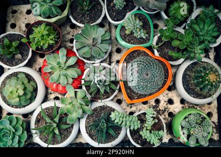 Petit cactus et succulentes en pot arrière-plan Vue de dessus. Beaucoup de petites plantes dans la maison ronde et pots en forme de coeur à partir de ci-dessus. Beaucoup de différents succu Banque D'Images