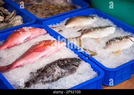 Poisson frais disposés en rangées au marché des fruits de mer. Poissons crus dans des plateaux avec de la glace dans un supermarché de près. Se concentrer sur un vivaneau rouge Banque D'Images