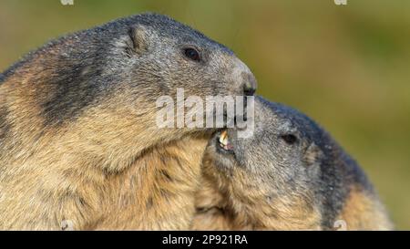 Marmotte alpine (Marmota marmota), deux animaux en cuddling, parc national Hohe Tauern, Autriche Banque D'Images