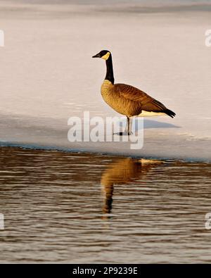 Bernache du Canada au début de février, debout sur l'eau de glace avec réflexion sur l'eau avec une vue latérale sur son environnement et son habitat environnant. Banque D'Images