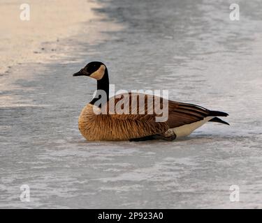 Bernache du Canada, au début de février, assise sur des eaux glacées avec vue latérale sur son environnement et son habitat environnant. Oies photo. Banque D'Images