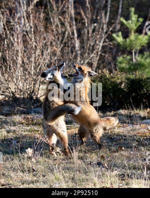 Renards trotting, jouer, combattre, fêtards, interagir avec un comportement de conflit dans leur environnement et leur habitat avec un arrière-plan de forêt floue Banque D'Images