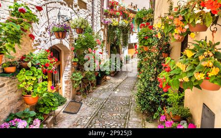 Spello, Italie - Circa juin 2021 : fleurs dans la rue antique. Spello est situé dans la région de l'Ombrie, en Italie Banque D'Images