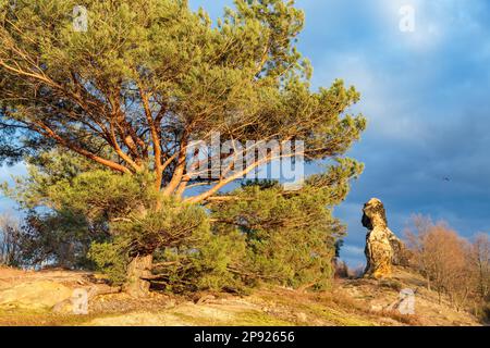 Camel Rock Westerhausen dans les montagnes Harz Banque D'Images