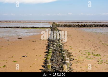 Lahnungen sur la rive du parc national de la mer des Wadden Banque D'Images