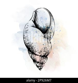 Spirale de coquillages sur le fond bleu et corail taches et éclaboussures d'accident. Illustration dessinée à la main dans un style graphique. Pour la décoration et le design Banque D'Images