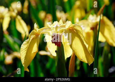 Drapeau jaune (Iris pseudacorus), iris marsh Banque D'Images
