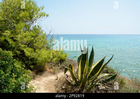 Merveilleuse Sicile avec les senteurs de la Méditerranée gommage avec des buissons et des conifères à feuilles persistantes et le bleu turquoise de ses eaux cristallines. Banque D'Images