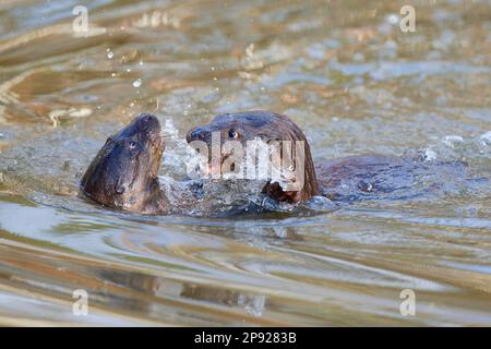 Loutre européenne (Lutra lutra), adulte, deux animaux jouant dans l'eau, captive, Allemagne Banque D'Images