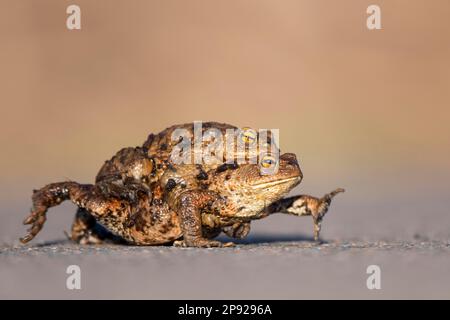 Crapaud femelle (Bufo bufo) transportant des mâles vers l'eau de frai, lac Duemmer, Lembruch, Basse-Saxe, Allemagne Banque D'Images