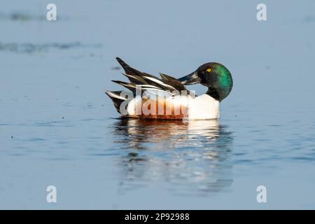 La pelle butte (Spatule clypeata) (Syn.: Anas clypeata) au service de plumage, lac Duemmer, Ochsenmoor, Basse-Saxe, Allemagne Banque D'Images