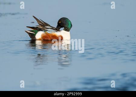 La pelle butte (Spatule clypeata) (Syn.: Anas clypeata) au service de plumage, lac Duemmer, Ochsenmoor, Basse-Saxe, Allemagne Banque D'Images